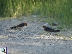 Rötelschwalben (Red-rumped Swallow, Cecropis daurica)