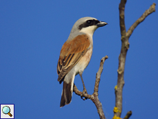 Männlicher Neuntöter (Red-backed Shrike, Lanius collurio)