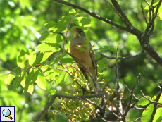 Männlicher Ortolan (Ortolan Bunting, Emberiza hortulana)