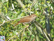 Nachtigall (Nightingale, Luscinia megarhynchos)
