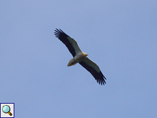Erwachsener Schmutzgeier (Egyptian vulture, Neophron percnopterus)