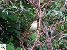 Blassspötter (Eastern Olivaceous Warbler, Hippolais pallida)