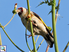 Stieglitz (Eurasian Goldfinch, Carduelis carduelis)