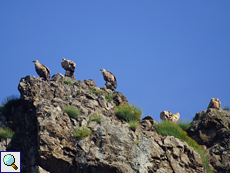 Gänsegeier (Griffon Vulture, Gyps fulvus)