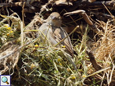 Weiblicher Weidensperling (Spanish Sparrow, Passer hispaniolensis hispaniolensis)