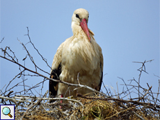 Weißstorch (White Stork, Ciconia ciconia)