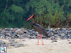 Schwarzstorch (Black Stork, Ciconia nigra)