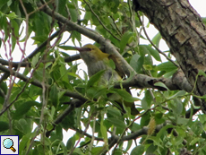 Weiblicher Pirol (Eurasian Golden-Oriole, Oriolus oriolus)