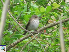 Grauschnäpper (Spotted Flycatcher, Muscicapa striata)