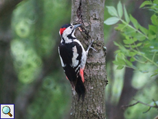 Blutspecht (Syrian Woodpecker, Dendrocopos syriacus)
