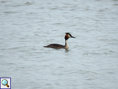 Haubentaucher (Great Crested Grebe, Podiceps cristatus)