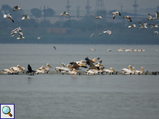 Rosapelikane (Great White Pelican, Pelecanus onocrotalus)