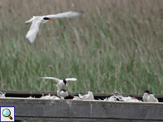 Flussseeschwalben (Common Tern, Sterna hirundo)