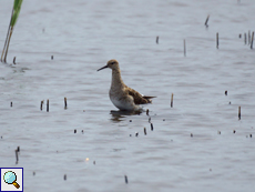 Kampfläufer (Ruff, Philomachus pugnax)