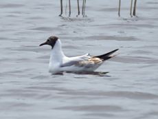 Lachmöwe (Common Black-headed Gull, Chroicocephalus ridibundus)