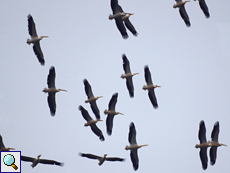 Rosapelikane (Great White Pelican, Pelecanus onocrotalus)