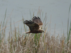 Rohrweihe (Western Marsh Harrier, Circus aeruginosus)