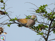 Turteltaube (Turtle Dove, Streptopelia turtur)