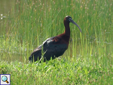 Sichler (Glossy Ibis, Plegadis falcinellus)