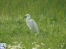 Seidenreiher (Little Egret, Egretta garzetta)