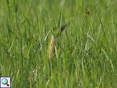 Rohrdommel (Great Bittern, Botaurus stellaris)