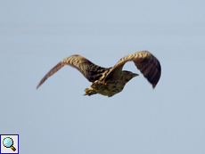 Rohrdommel (Great Bittern, Botaurus stellaris)