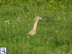 Rallenreiher (Squacco Heron, Ardeola ralloides)