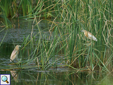 Rallenreiher (Squacco Heron, Ardeola ralloides)