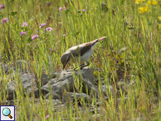 Isabell-Steinschmätzer (Isabelline Wheatear, Oenanthe isabellina)
