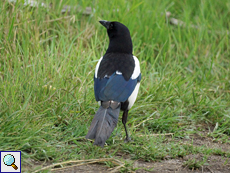 Elster (Eurasian Magpie, Pica pica)