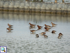 Sichelstrandläufer (Curlew Sandpiper, Calidris ferruginea)