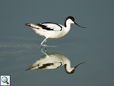 Säbelschnäbler (Pied Avocet, Recurvirostra avosetta)
