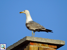 Mittelmeermöwe (Yellow-legged Gull, Larus michahellis), nach 2. Winter