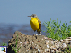 Schafstelze (Yellow Wagtail, Motacilla flava)