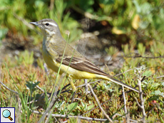 Schafstelze (Motacilla flava)