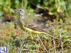 Schafstelze (Yellow Wagtail, Motacilla flava)