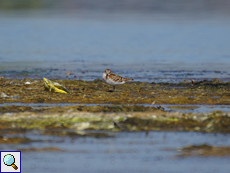 Zwergstrandläufer (Little Stint, Calidris minuta)