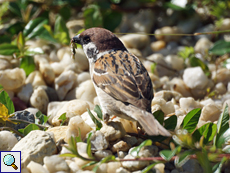 Feldsperling (Eurasian Tree Sparrow, Passer montanus)