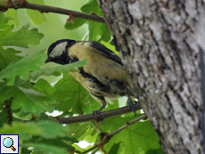 Weibliche Kohlmeise (Great Tit, Parus major)