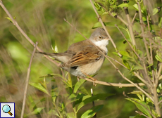 Dorngrasmücke (Whitethroat, Sylvia communis)