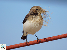 Weiblicher Nonnensteinschmätzer (Pied Wheatear, Oenanthe pleschanka)