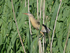 Zwergdommel (Little Bittern, Ixobrychus minutus)