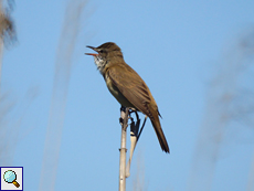 Teichrohrsänger (Eurasian Reed Warbler, Acrocephalus scirpaceus)