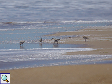 Alpenstrandläufer (Dunlin, Calidris alpina)