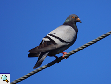 Stadttaube (Pigeon, Columba livia f. domestica)