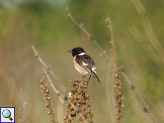 Männliches Schwarzkehlchen (European Stonechat, Saxicola rubicola)