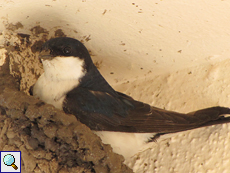 Mehlschwalbe (House Martin, Delichon urbica)