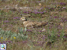 Triel (Eurasian Stone-curlew, Burhinus oedicnemus)