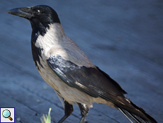 Nebelkrähe (Hooded Crow, Corvus cornix)