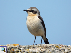 Männlicher Steinschmätzer (Northern Wheatear, Oenanthe oenanthe)
